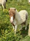 Jument mini Shetland pleins papiers
