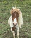 Jument mini Shetland pleins papiers