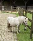 Jument mini Shetland cremello pr&eacute;sum&eacute;e pleine