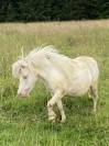 Jument mini Shetland cremello pr&eacute;sum&eacute;e pleine