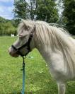 Jument mini Shetland cremello pr&eacute;sum&eacute;e pleine