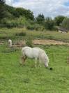 Jument mini Shetland cremello pr&eacute;sum&eacute;e pleine
