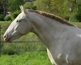 Lusitanienne PSL Pearl 