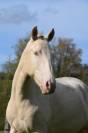 Lusitanienne PSL Pearl 