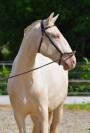 Lusitanienne PSL , pouliche 3 ans, belle g&eacute;n&eacute;tique !