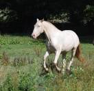 Mare Lusitano For sale 2023 Cream