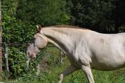 Mare Lusitano For sale 2023 Cream