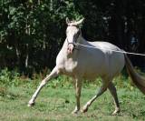 Lusitanienne PSL, 3 ans, &agrave; saisir !
