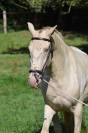 Lusitanienne PSL, 3 ans, &agrave; saisir !