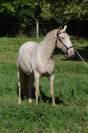 Lusitanienne PSL, 3 ans, &agrave; saisir !