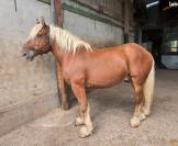 Magnifique hongre comtois