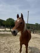 Cheval 