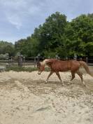 Cheval 
