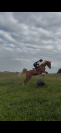 Cheval 