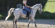Cheval 
