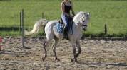 Cheval 