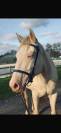 Tiers de pension ou demi pension adorable jument (6ans)