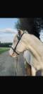 Tiers de pension ou demi pension adorable jument (6ans)