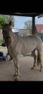 Tiers de pension ou demi pension adorable jument (6ans)