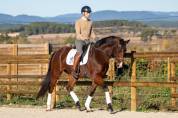 Castrone KWPN Cavallo da Sport Neerlandese In vendita 2019 Baio