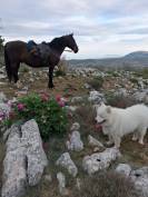 Cheval espagnol