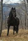 Cheval espagnol