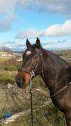 Cheval espagnol