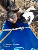 Cheval espagnol