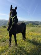 Poulain frison