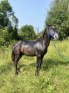 Jeune entier 4 ans 