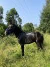 Jeune entier 4 ans 
