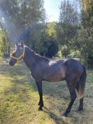 Jeune entier 4 ans 