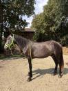 Jeune cheval entier d&eacute;bourr&eacute; - P&egrave;re Lusitanien pur