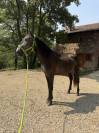 Jeune cheval entier d&eacute;bourr&eacute; - P&egrave;re Lusitanien pur