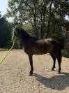 Jeune cheval entier d&eacute;bourr&eacute; - P&egrave;re Lusitanien pur