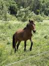 Pouliche bai 2ans
