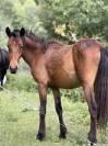 Pouliche bai 2ans