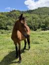 Pouliche bai 2ans