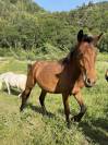 Pouliche bai 2ans