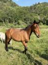 Pouliche bai 2ans