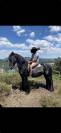 Pouliche Frison x Espagnol x Camarguaise 