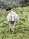 Pouliche Frison x Espagnol x Camarguaise 