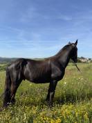Poulain x frison