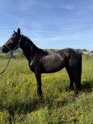 Poulain x frison