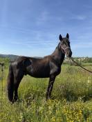 Poulain x frison