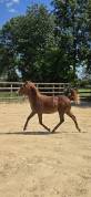 Ponette New forest de croisement 1 an 