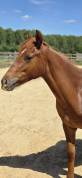 Ponette New forest 1 an taille D 