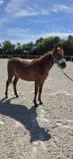 Ponette New forest 1 an taille D 