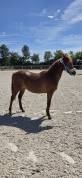 Ponette New forest 1 an taille D 