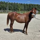 Ponette New forest 1 an taille D 